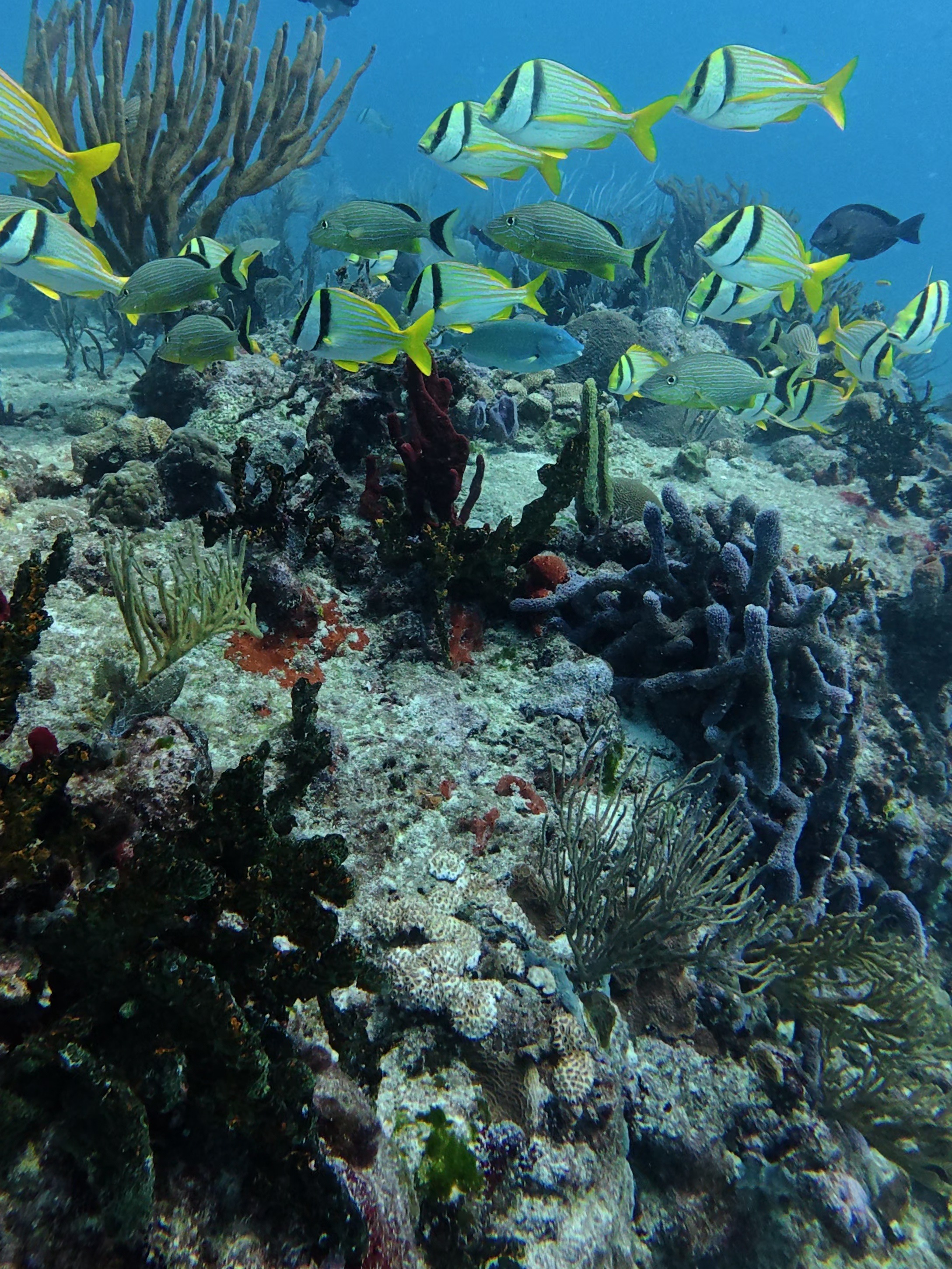 Colorful reef fish above coral in Cozumel