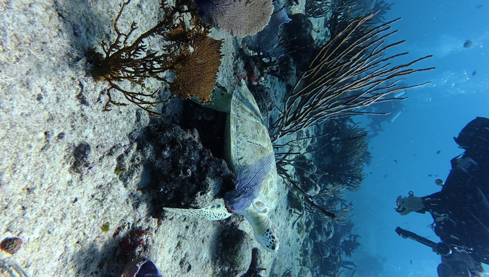 Sea turtle swimming above the Playa del Carmen reef